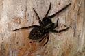 Badumna_insignis_D7944_Z_88_North Stradbroke island_Australie